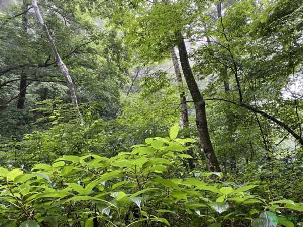 横浜市青葉区　ガーデンコンサルタント　庭作り