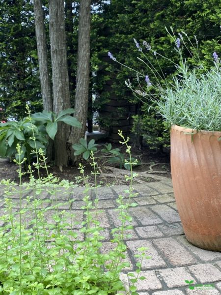 横浜市青葉区　ガーデンコンサルタント　庭デザイン