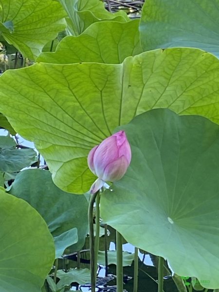 横浜市青葉区　ガーデンコンサルタント　庭デザイン