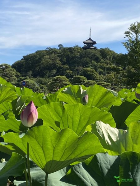 横浜市青葉区　ガーデンコンサルタント　庭デザイン