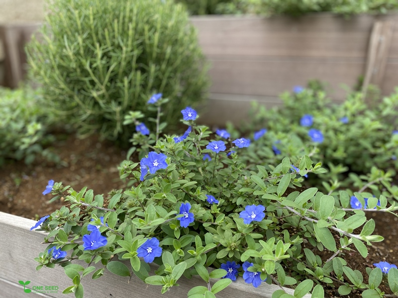 横浜市青葉区　ガーデンコンサルタント　庭相談　庭デザイン