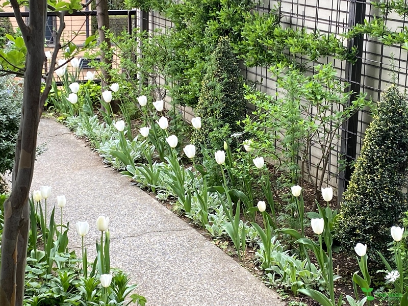 横浜市青葉区　ガーデンコンサルタント　庭デザイン