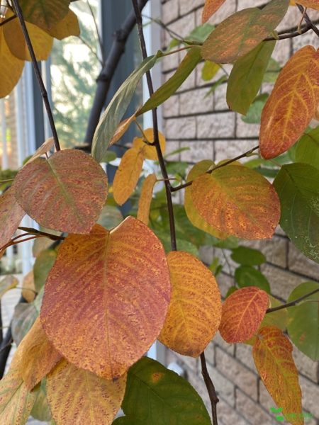 横浜市青葉区庭デザイン　ガーデンコンサルタント　