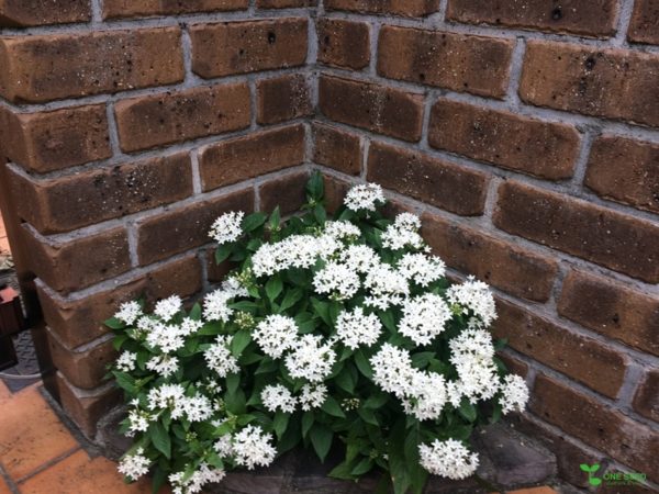 横浜市青葉区庭デザイン　ガーデンコンサルタント　