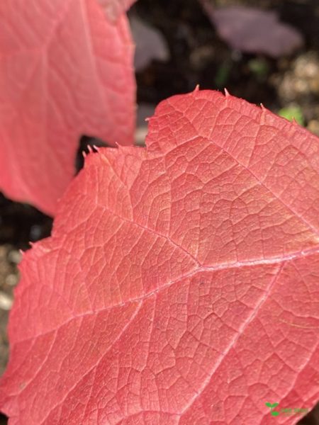 横浜市青葉区庭デザイン　ガーデンコンサルタント　