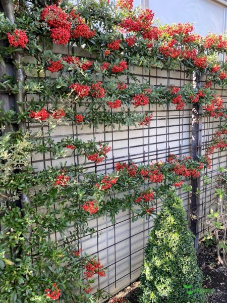 横浜市青葉区庭デザイン　ガーデンコンサルタント　