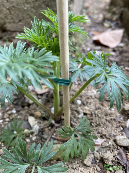 横浜市青葉区庭デザイン　ガーデンコンサルタント　