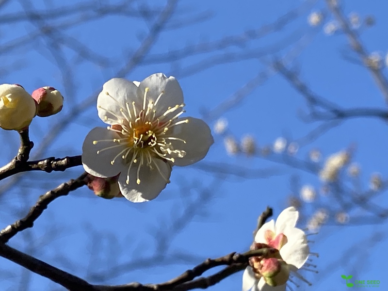 横浜市青葉区庭デザイン　ガーデンコンサルタント　