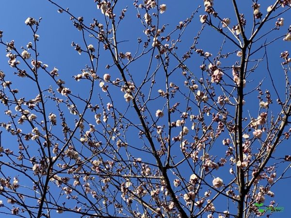 横浜市青葉区庭デザイン　ガーデンコンサルタント　