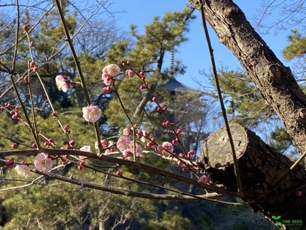 横浜市青葉区庭デザイン　ガーデンコンサルタント　