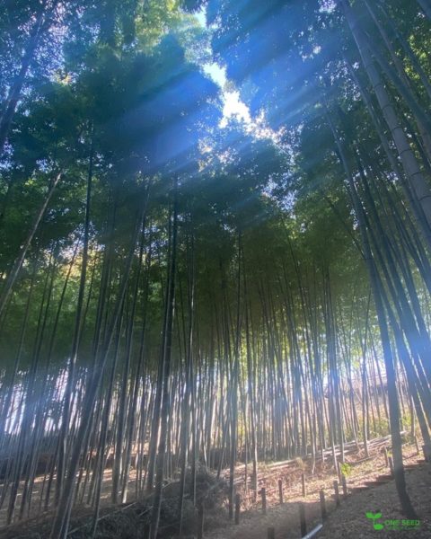 横浜市青葉区庭デザイン　ガーデンコンサルタント　