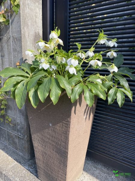 横浜市青葉区庭デザイン　ガーデンコンサルタント　