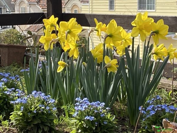 横浜市青葉区庭デザイン　ガーデンコンサルタント　