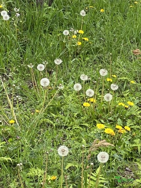Yokohama City Aoba Ward Garden Design Garden Consultant　