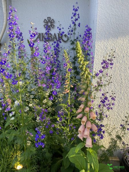 庭デザイン　ガーデンデザイン　庭相談　定期管理