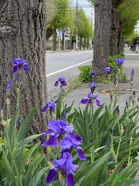 庭デザイン　ガーデンデザイン　庭相談　定期管理