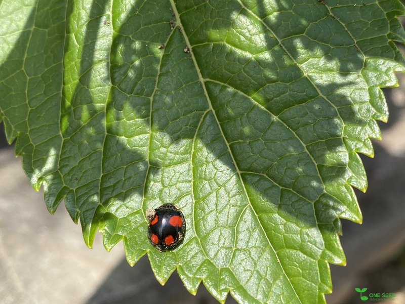 庭デザイン　ガーデンデザイン　庭相談　定期管理