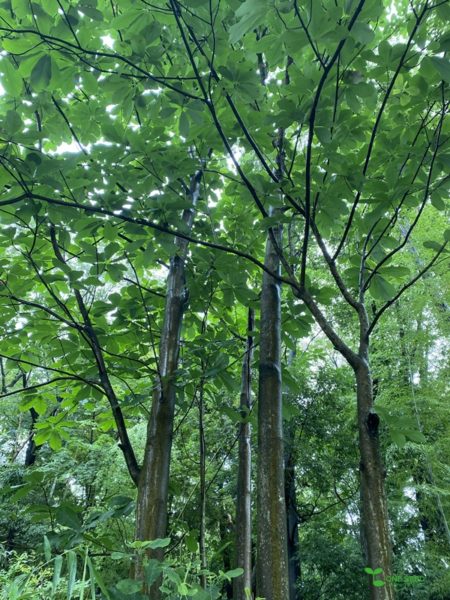 庭デザイン　ガーデンデザイン　庭相談　定期管理