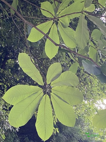 庭デザイン　ガーデンデザイン　庭相談　定期管理