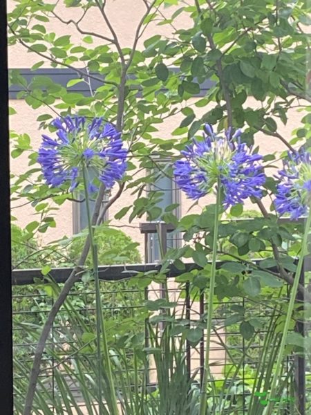 庭デザイン　ガーデンデザイン　庭相談　定期管理