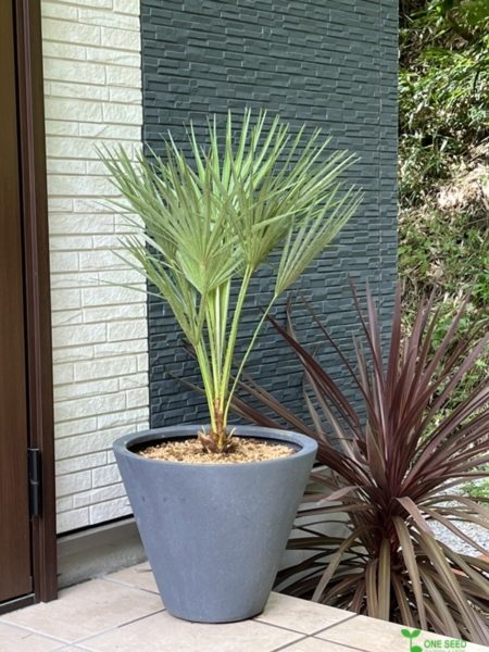 庭デザイン　ガーデンデザイン　庭相談　エントランス