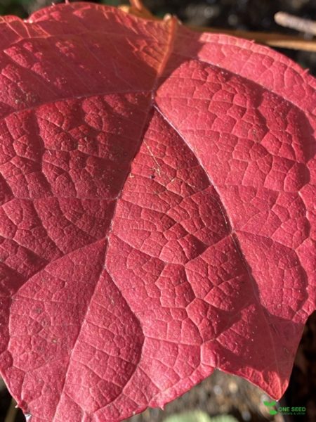 庭デザイン　ガーデンデザイン　庭相談　