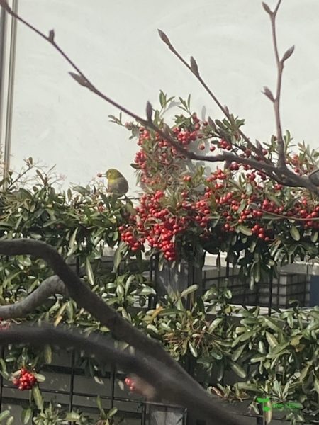 横浜市青葉区　庭　ガーデンデザイン　ガーデニング