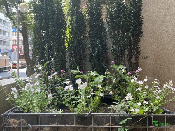 横浜市青葉区　庭　ガーデンデザイン　ガーデニング