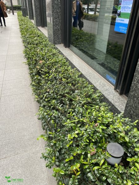 横浜市青葉区　庭　ガーデンデザイン　ガーデニング