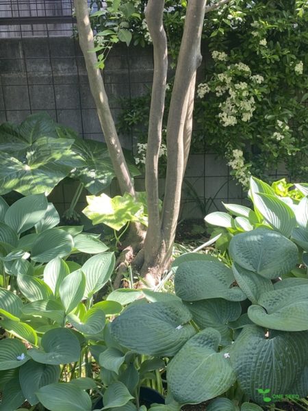 横浜市青葉区　庭　ガーデンデザイン　ガーデニング