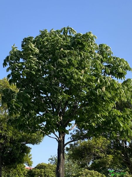 横浜市青葉区　庭　ガーデンデザイン　ガーデニング　庭リフォーム