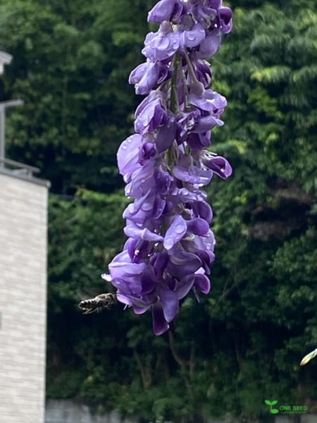 横浜市青葉区　庭　ガーデンデザイン　ガーデニング