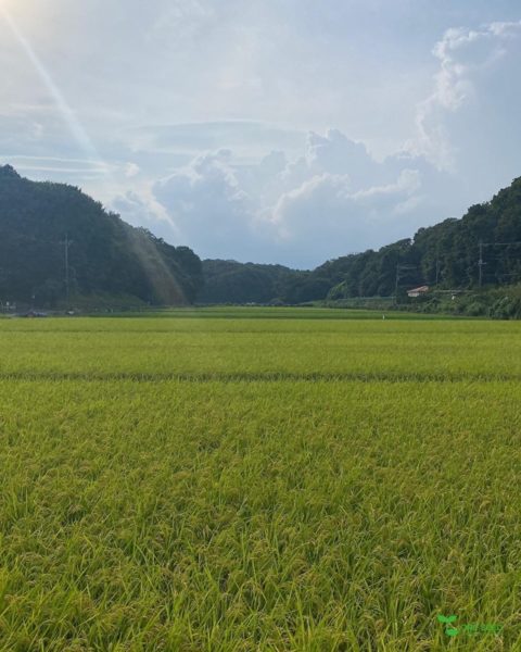 横浜市青葉区　庭　ガーデンデザイン　里山
