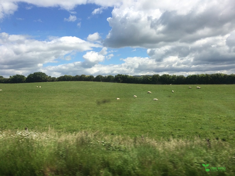 横浜市青葉区　庭　ガーデンデザイン　ガーデニング