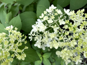 横浜市 青葉区 ガーデニング 庭づくり ワンシード