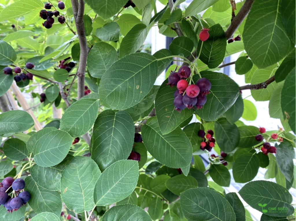 6月のジューンベリー