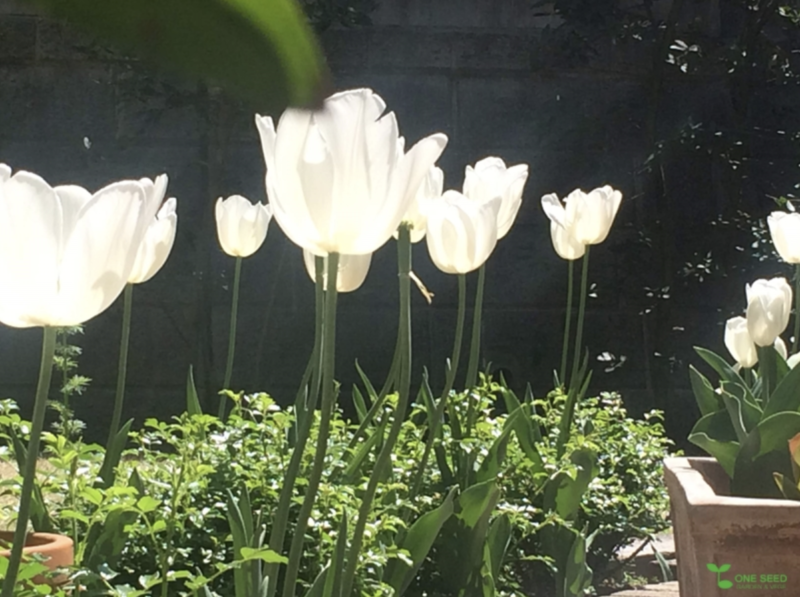 横浜市 青葉区 ガーデニング 庭づくり ワンシード