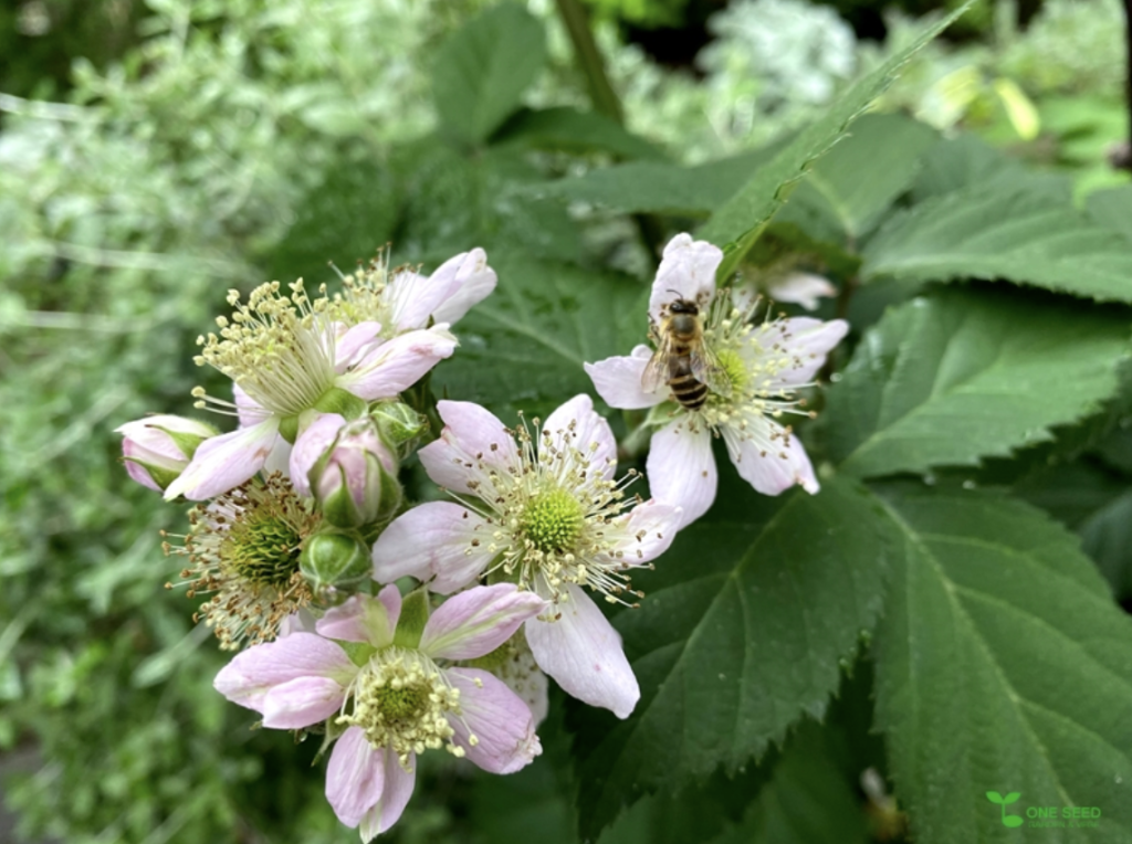 ブラックベリー