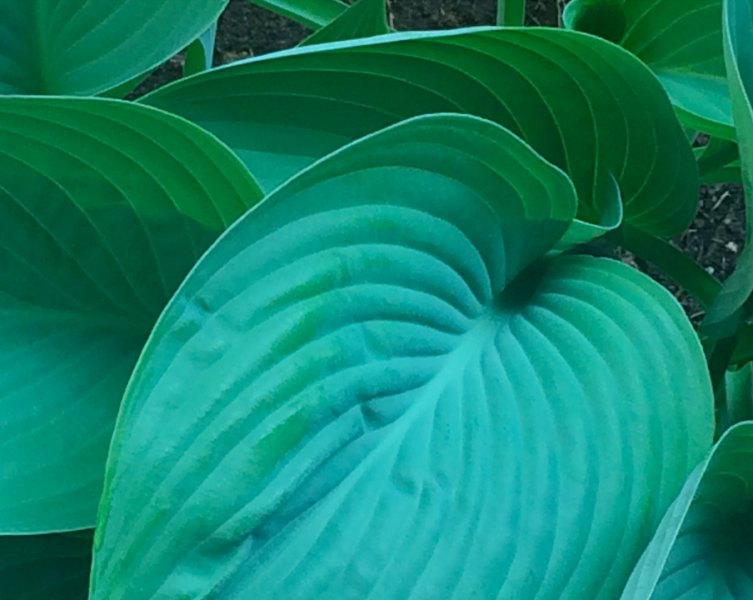 横浜市 青葉区 ガーデニング 庭づくり