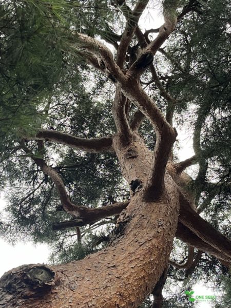 横浜市青葉区　庭　ガーデンデザイン　ガーデニング