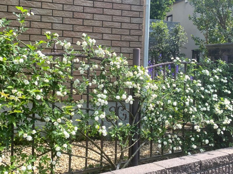 横浜市 青葉区 ガーデニング 庭づくり ワンシード