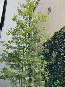 横浜市青葉区　庭　ガーデニング　ガーデンデザイン　庭リフォーム