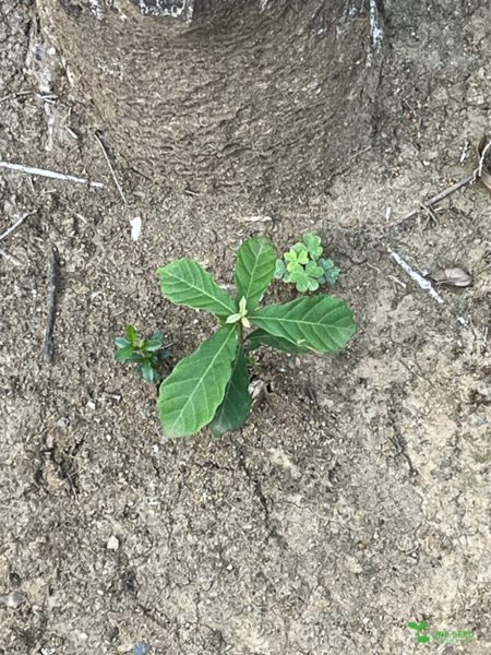 横浜市青葉区　庭　ガーデニング　ガーデンデザイン　庭リフォーム