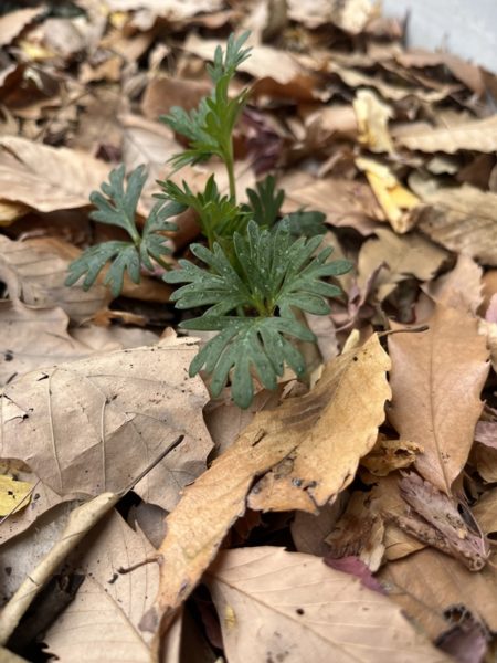 横浜市青葉区　庭　ガーデニング　ガーデンデザイン　庭リフォーム