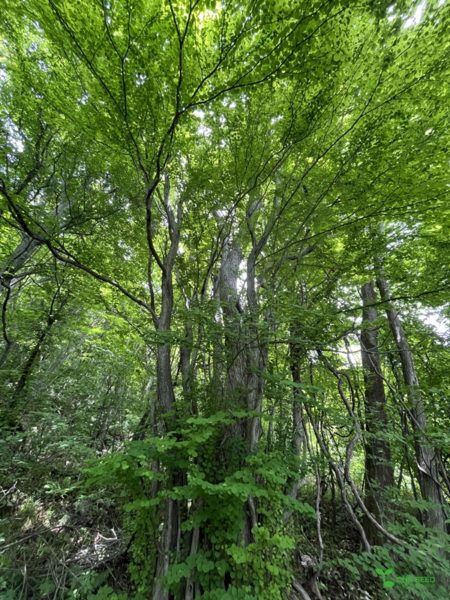 横浜市青葉区　庭　ガーデンデザイン　庭リフォーム