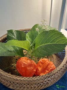 横浜市青葉区　庭　ガーデンデザイン　庭リフォーム