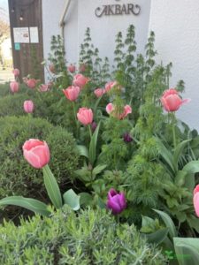 横浜市青葉区　庭リフォーム　ガーデンデザイン　ガーデニング　庭　オーガニック