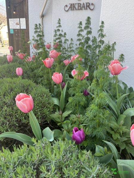 横浜市青葉区　庭リフォーム　ガーデンデザイン　ガーデニング　庭　オーガニック