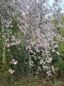 横浜市青葉区　庭リフォーム　ガーデンデザイン　ガーデニング　庭　オーガニック