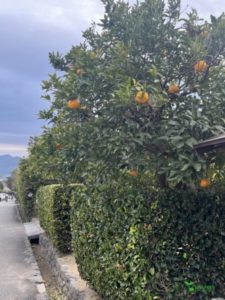 ガーデニング　庭のリフォーム　ガーデンデザイン　横浜市青葉区　オーガニック